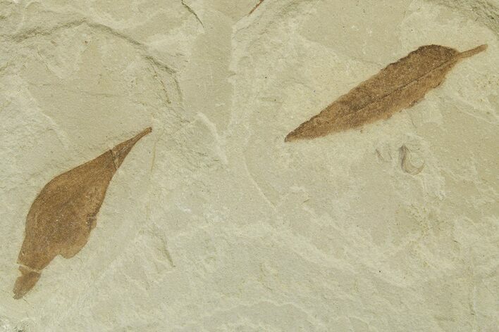 Detailed Fossil Feather and Leaves - Green River Formation, Utah #368732